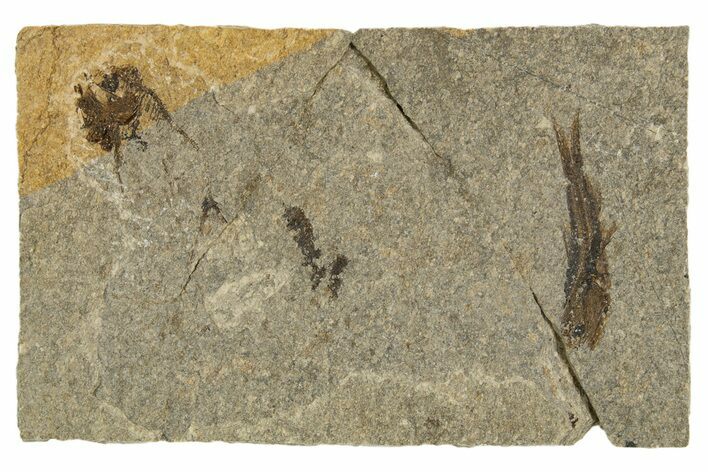 Oligocene Fossil Fish (Eomyctophum & Polyipnus) Plate - Poland #320584